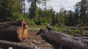 Best Tree Trimming and Pruning  in Ponderay, ID