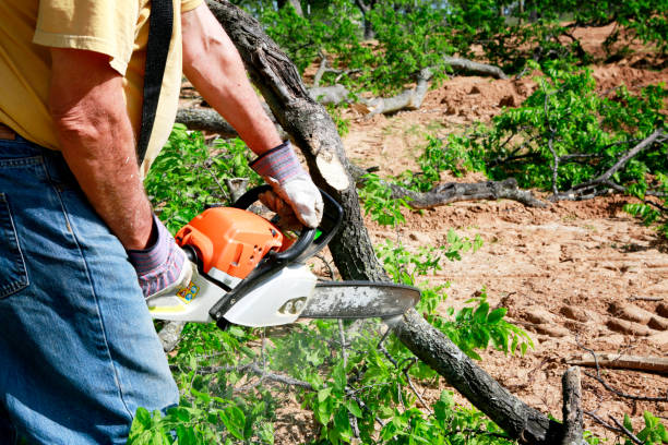 Best Tree Maintenance Programs  in Ponderay, ID